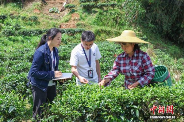 大圣配资 广西柳州提级监督 “绿叶子”变增收“金叶子”
